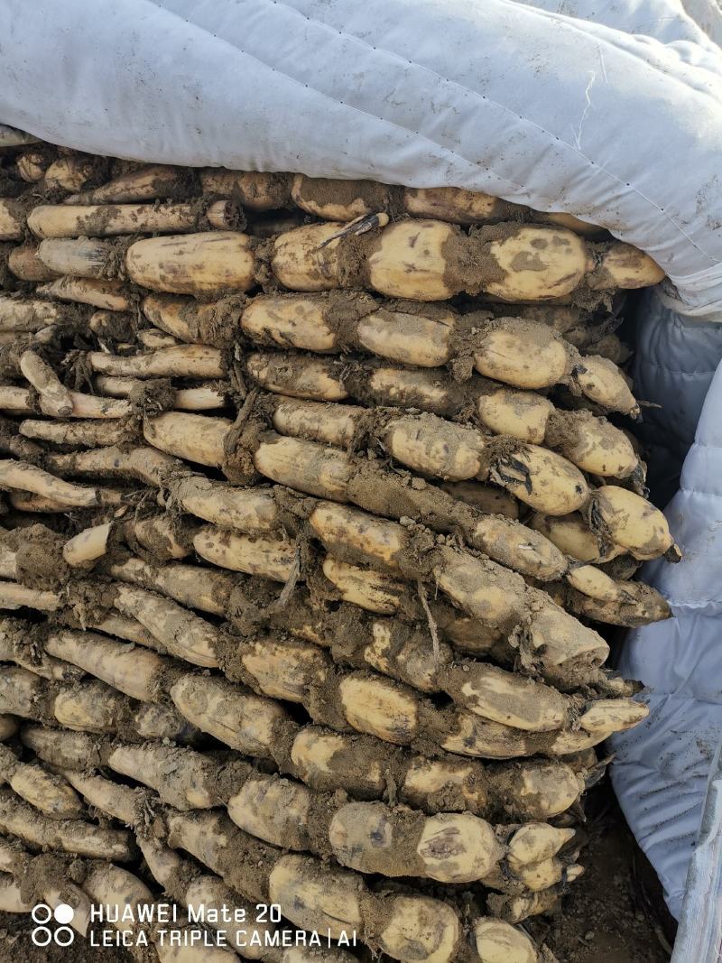 沙苑莲藕，大量上市，皮薄肉厚色泽鲜艳