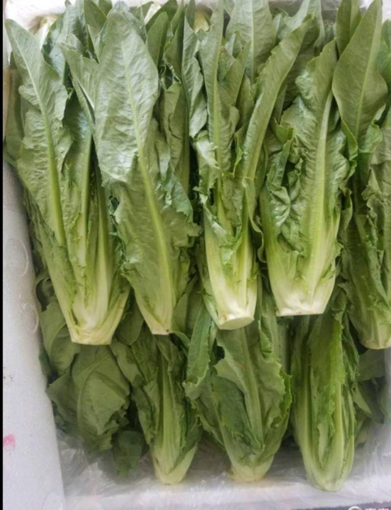 来自彩云之南---高原上的油麦菜
