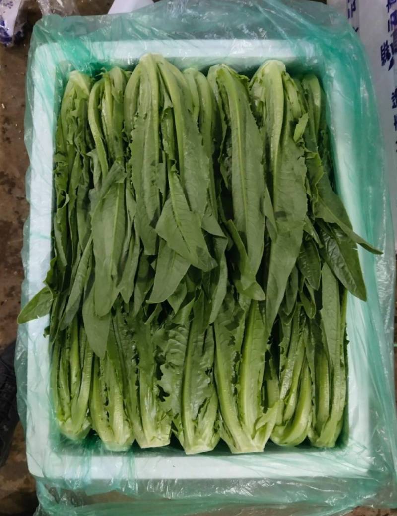 来自彩云之南---高原上的油麦菜