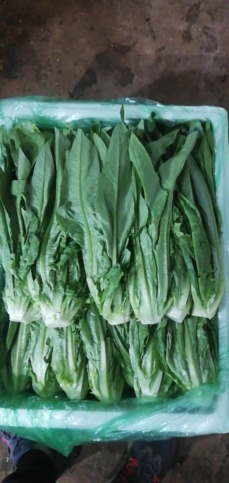 来自彩云之南---高原上的油麦菜