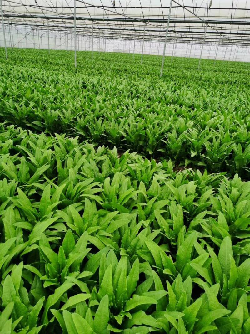 来自彩云之南---高原上的油麦菜