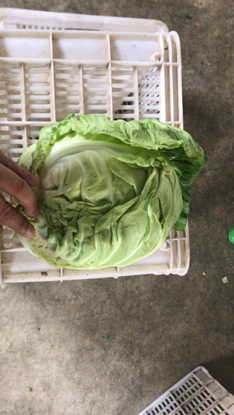 漳浦精品甘蓝大量上市可大量供应商超和出口