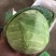漳浦精品甘蓝大量上市可大量供应商超和出口