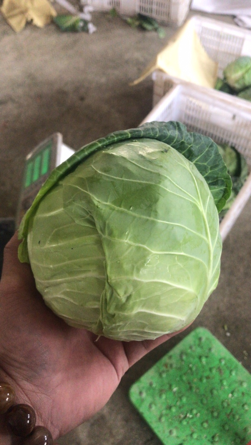 漳浦精品甘蓝大量上市可大量供应商超和出口
