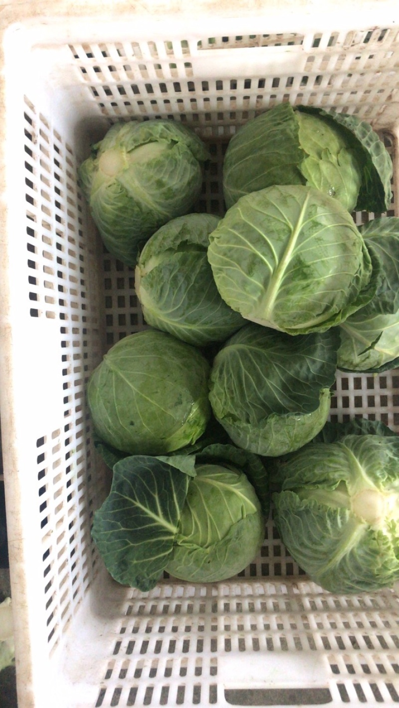 漳浦精品甘蓝大量上市可大量供应商超和出口