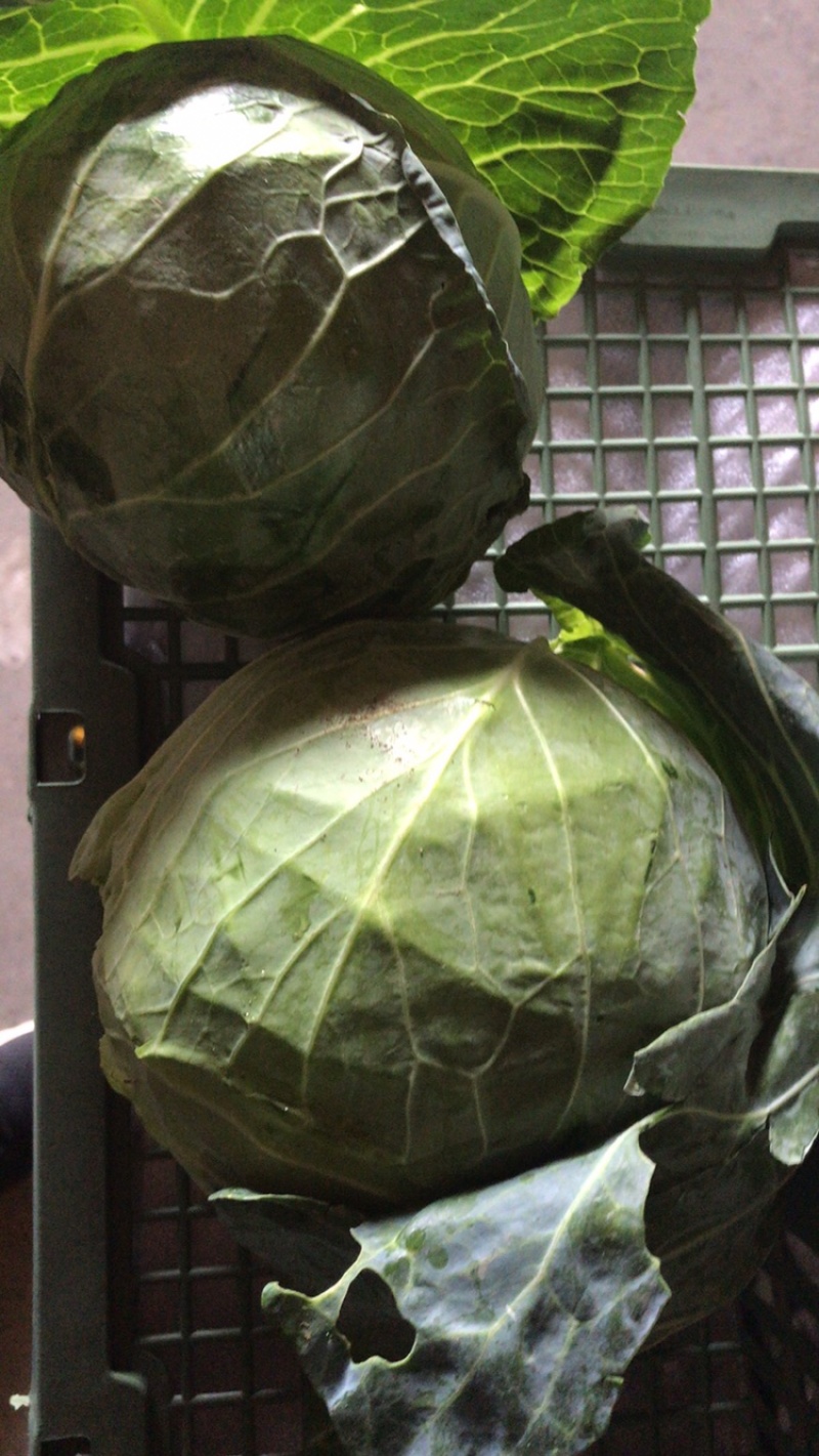 漳浦精品甘蓝大量上市可大量供应商超和出口