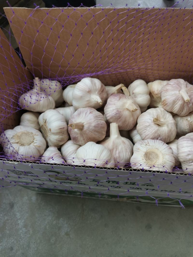 新出土大蒜蒜米蒜仔新鲜大蒜，发市场任何包装工厂蒜米
