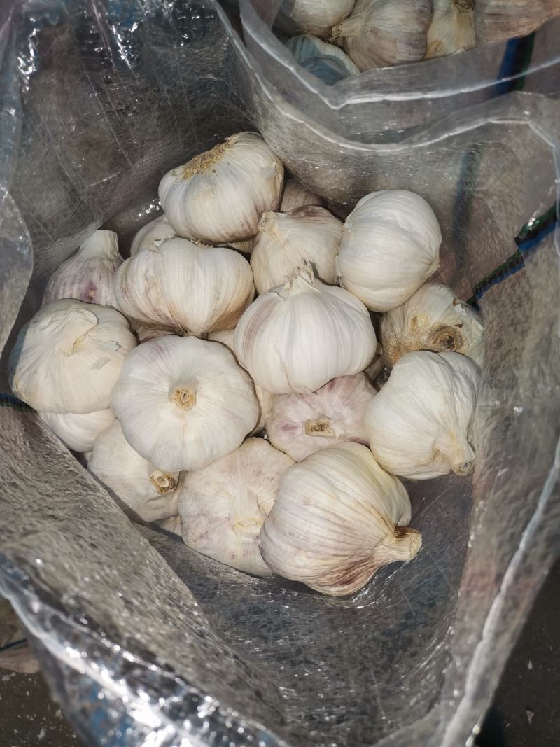 新出土大蒜蒜米蒜仔新鲜大蒜，发市场任何包装工厂蒜米
