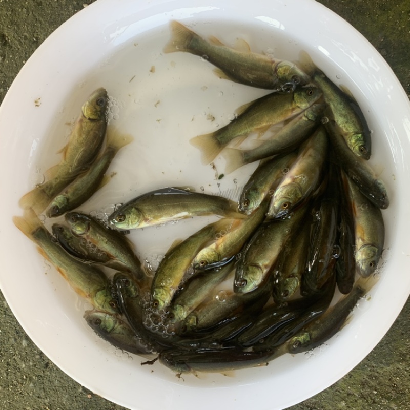 优质丁桂鱼苗淡水养殖丁贵生长得快冷水包邮包活到家