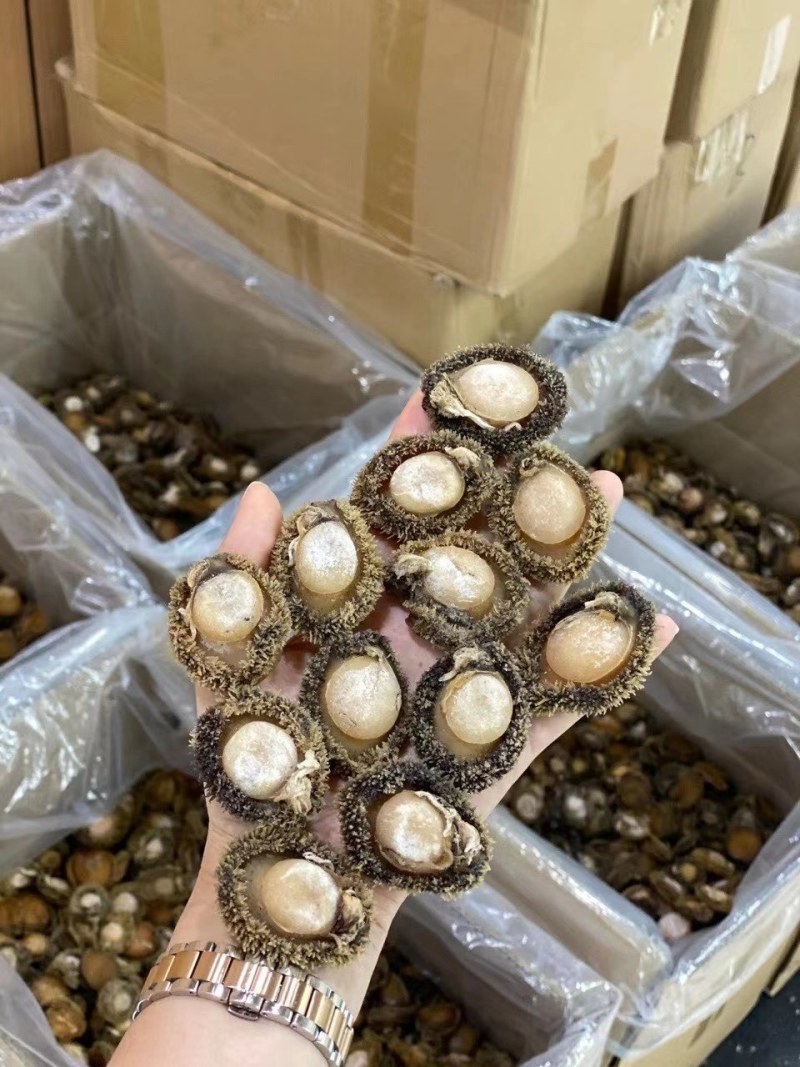 南非鲍鱼40头¥580元50-60头¥500元