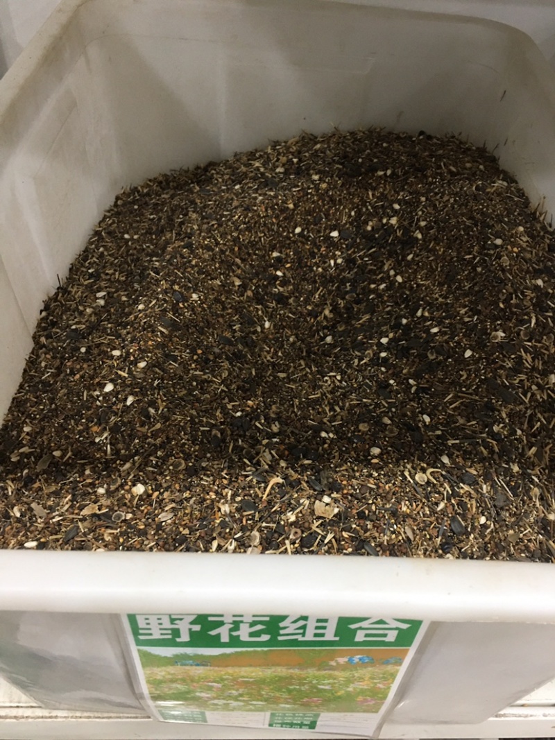 多年生野花组合种子四季种易活庭院开花不断
