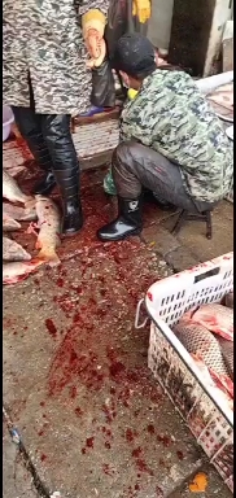 （黄金鲤鱼籽）供应批发商餐饮湖北特色大湖大江黄金鲤鱼籽