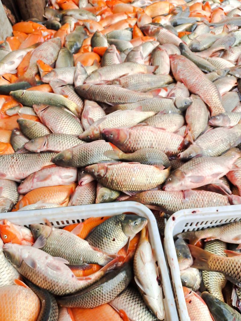 （黄金鲤鱼籽）供应批发商餐饮湖北特色大湖大江黄金鲤鱼籽