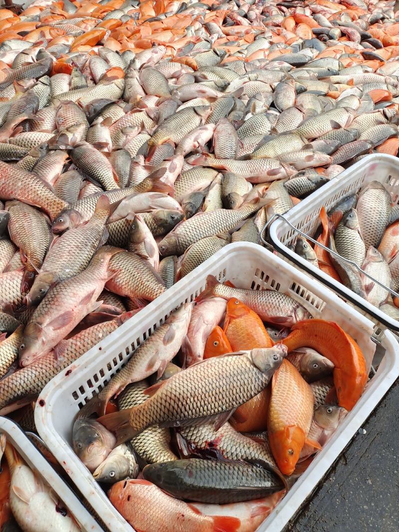 （黄金鲤鱼籽）供应批发商餐饮湖北特色大湖大江黄金鲤鱼籽