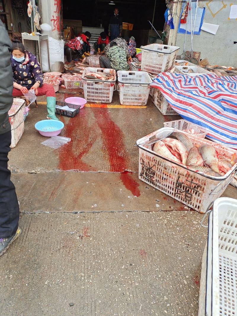 （黄金鲤鱼籽）供应批发商餐饮湖北特色大湖大江黄金鲤鱼籽
