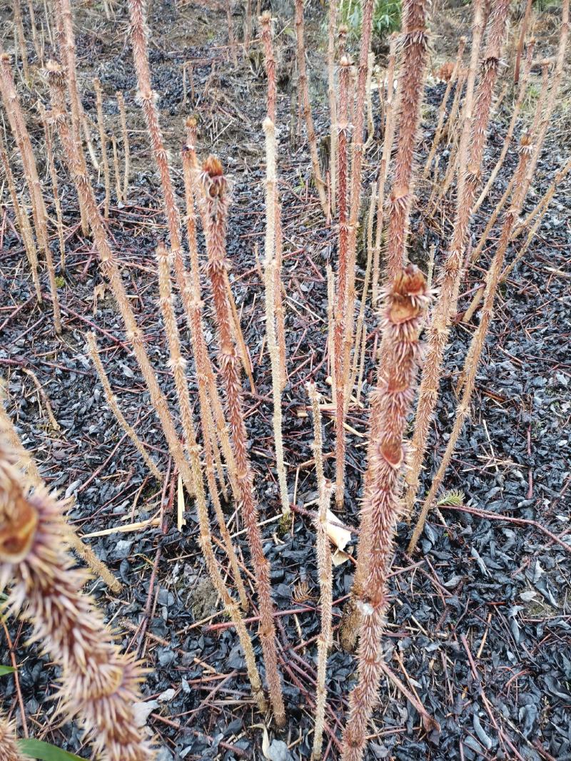 刺嫩芽种苗有需要的可以联系