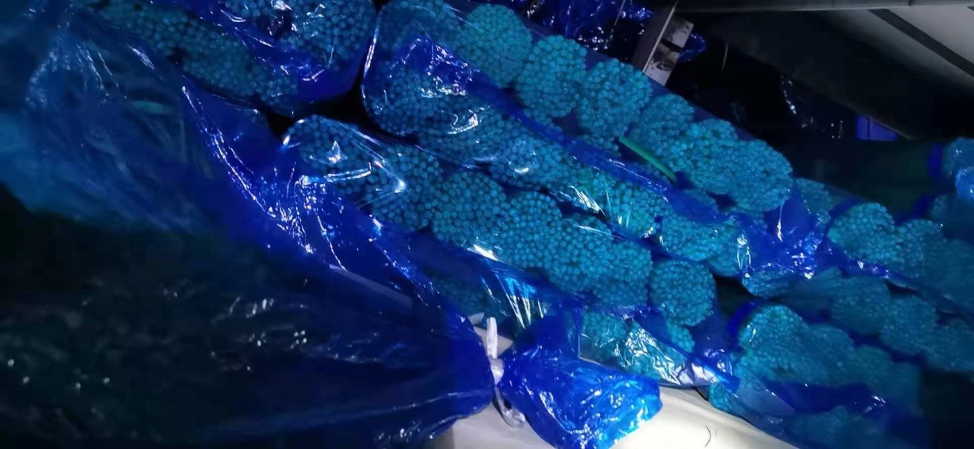 蒜薹新鲜与隔夜对比图