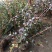 蓝莓蓝莓树蓝莓苗蓝莓5年结果大苗