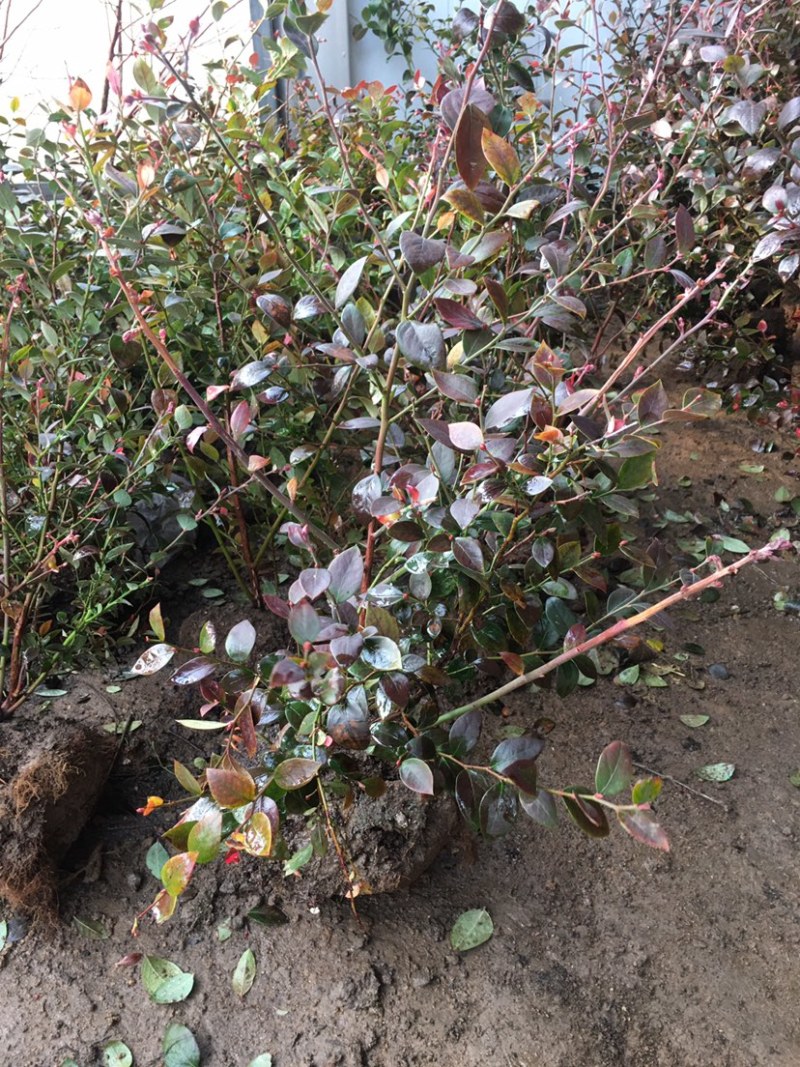 蓝莓蓝莓树蓝莓苗蓝莓5年结果大苗