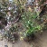 蓝莓蓝莓树蓝莓苗蓝莓5年结果大苗