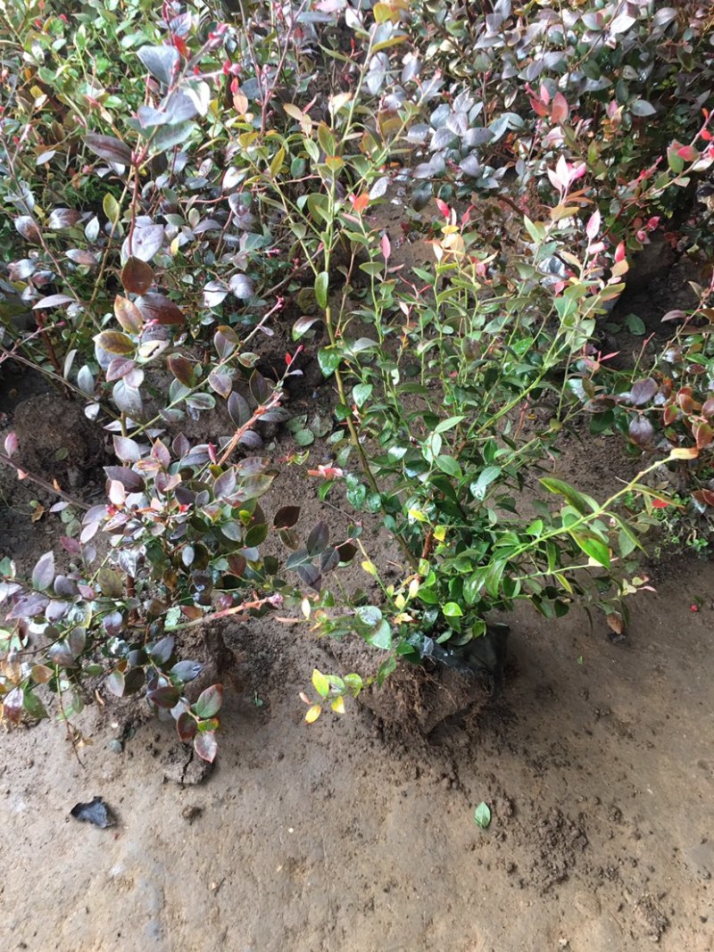 蓝莓蓝莓树蓝莓苗蓝莓5年结果大苗