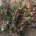 蓝莓蓝莓树蓝莓苗蓝莓5年结果大苗