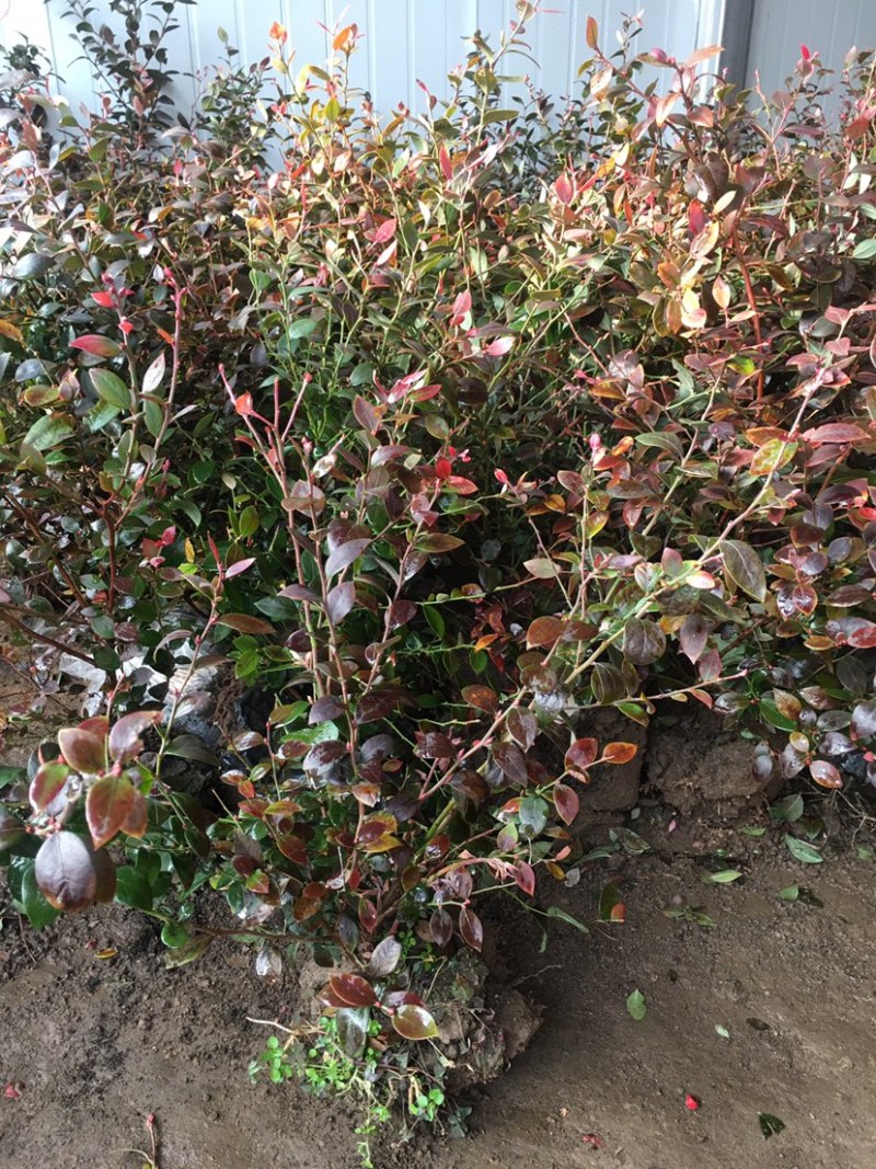蓝莓蓝莓树蓝莓苗蓝莓5年结果大苗