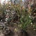 蓝莓蓝莓树蓝莓苗蓝莓5年结果大苗