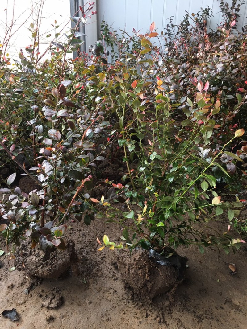 蓝莓蓝莓树蓝莓苗蓝莓5年结果大苗