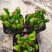 吸财树【招财植物】花卉盆栽室内好养植物吸财树钱串老桩多肉
