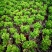 吸财树【招财植物】花卉盆栽室内好养植物吸财树钱串老桩多肉