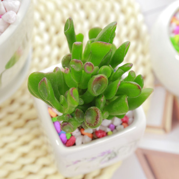 吸财树【招财植物】花卉盆栽室内好养植物吸财树钱串老桩多肉