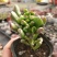 吸财树【招财植物】花卉盆栽室内好养植物吸财树钱串老桩多肉