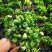 吸财树【招财植物】花卉盆栽室内好养植物吸财树钱串老桩多肉