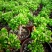 吸财树【招财植物】花卉盆栽室内好养植物吸财树钱串老桩多肉