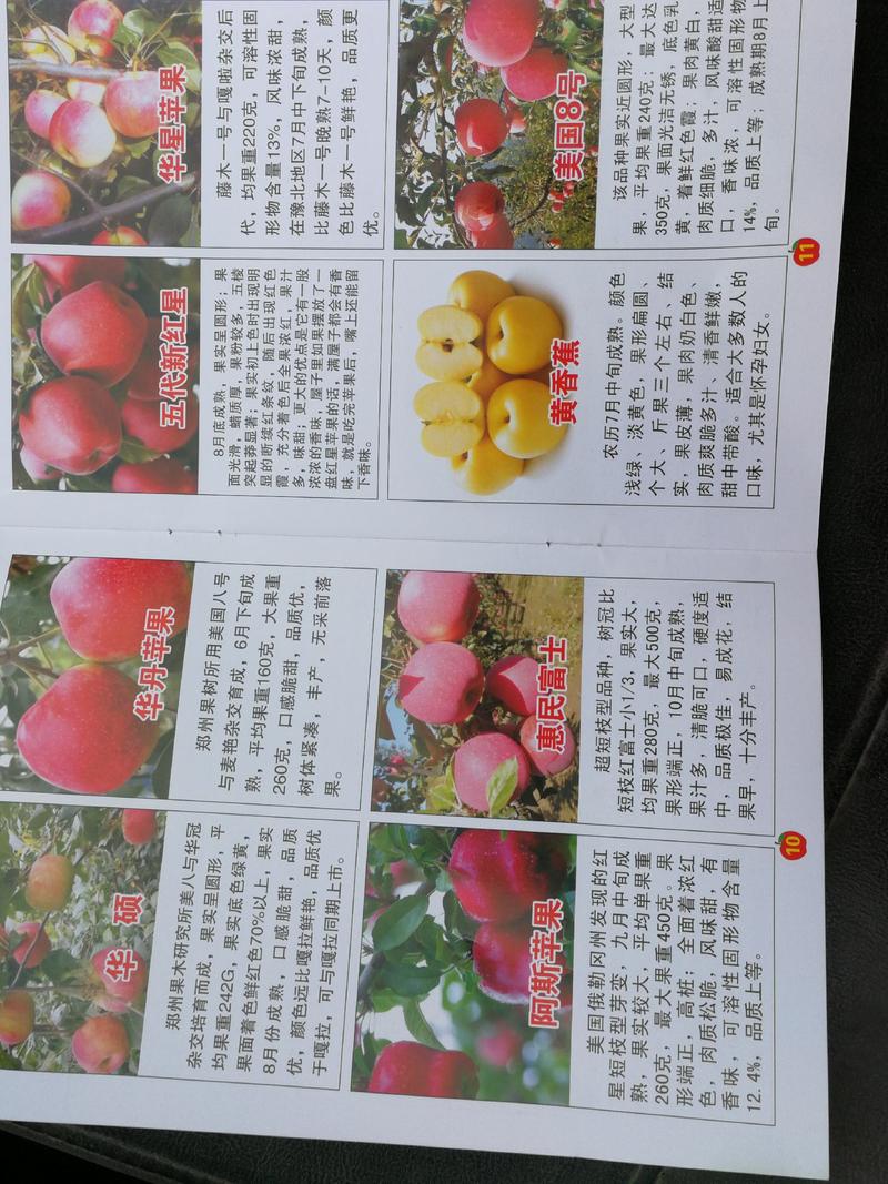 红富士苹果树苗，华硕，美八，新红星苹果树，矮化苗等