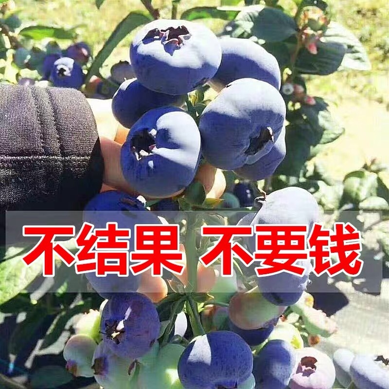 组培脱毒蓝莓苗天后绿宝石珠宝奥尼尔薄雾