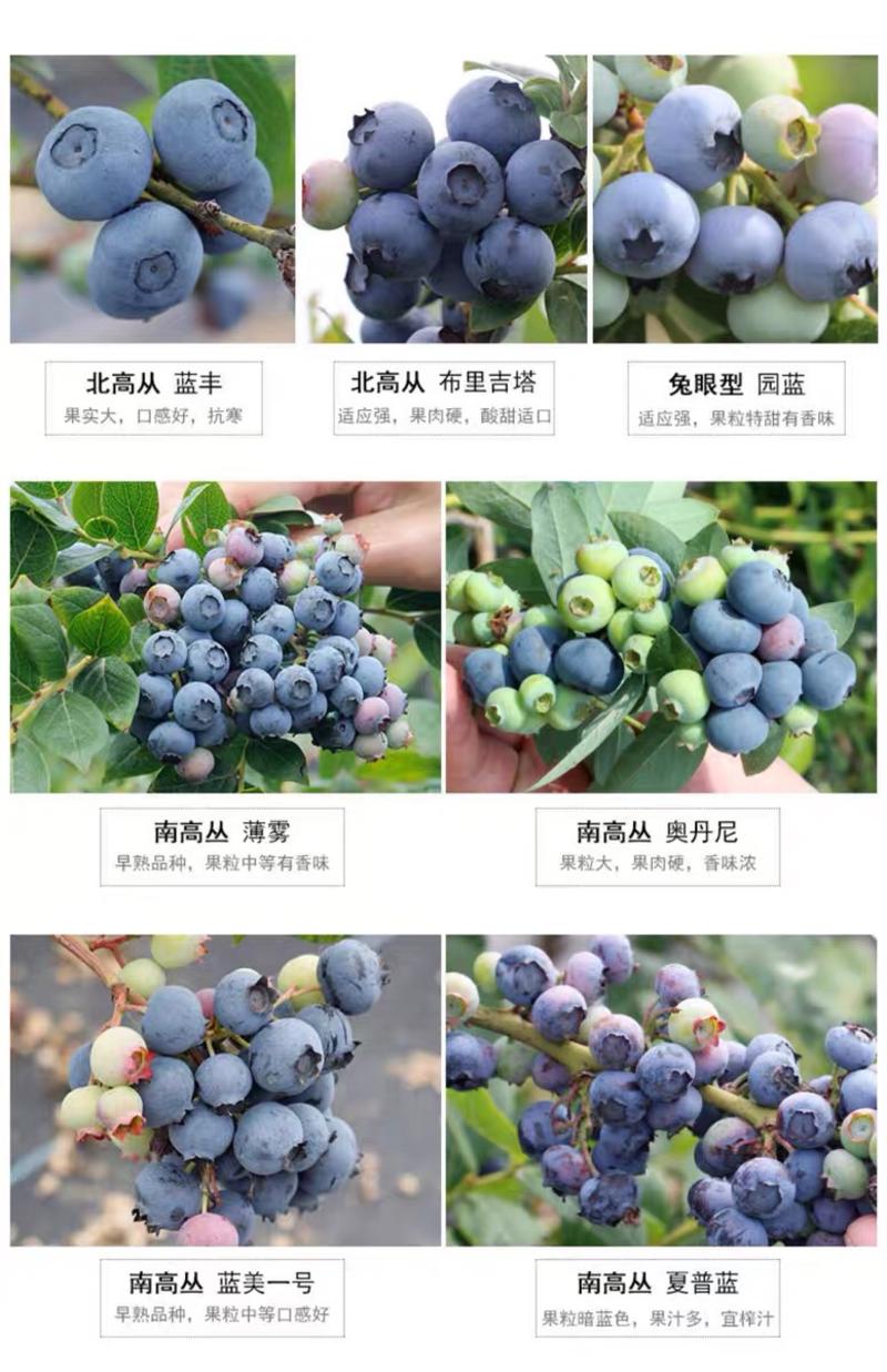 蓝莓蓝莓树蓝莓苗蓝莓5年结果大苗