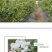 蓝莓蓝莓树蓝莓苗蓝莓5年结果大苗