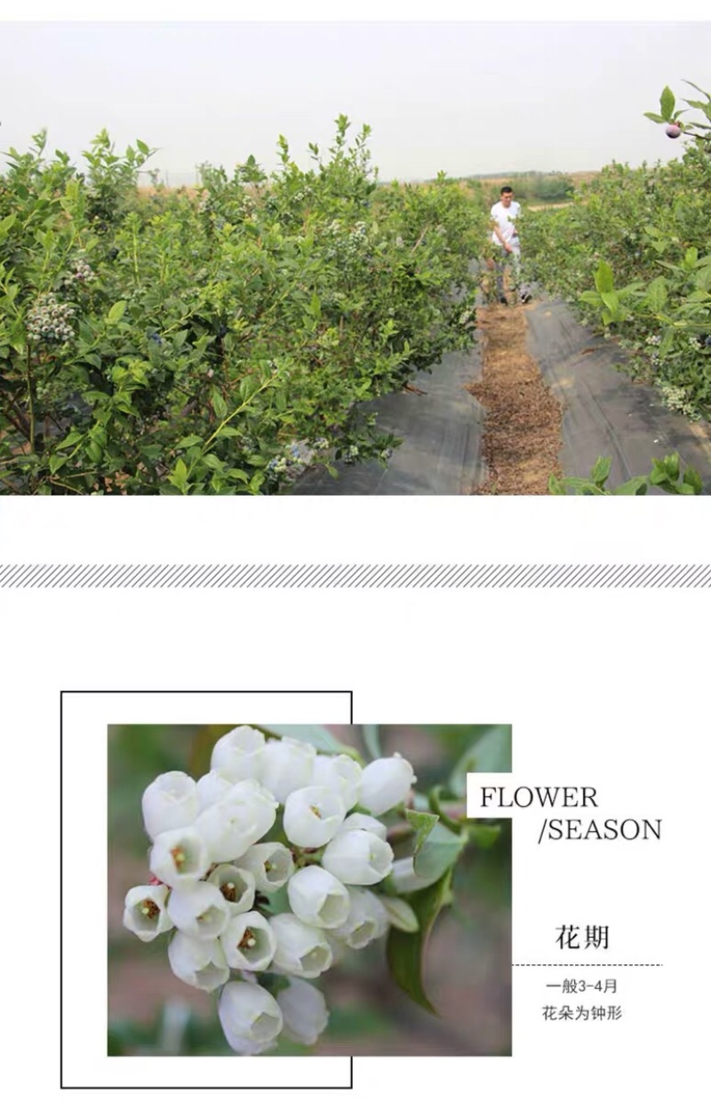 蓝莓蓝莓树蓝莓苗蓝莓5年结果大苗