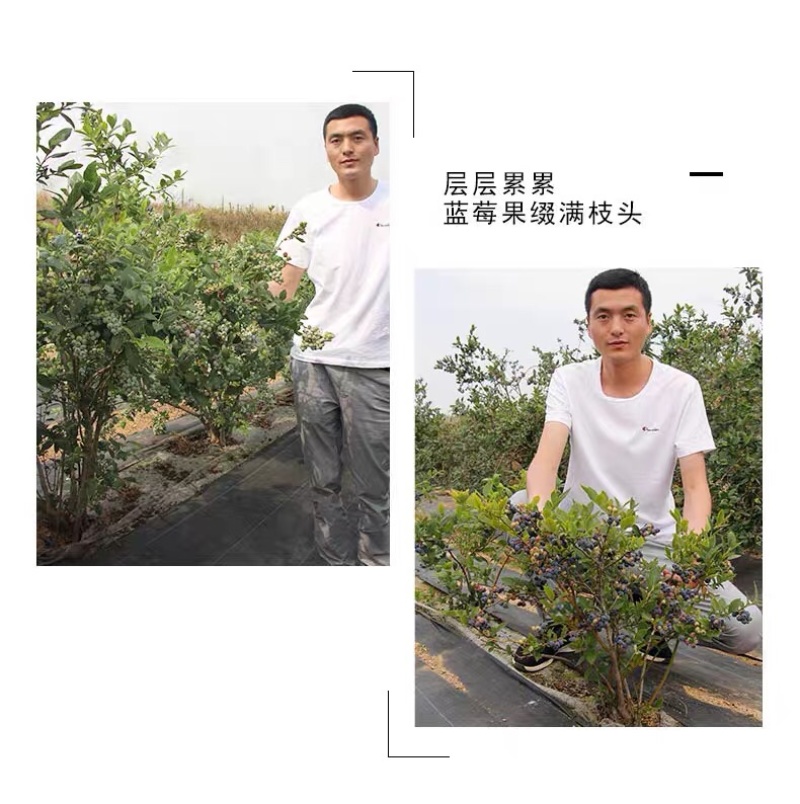 蓝莓蓝莓树蓝莓苗蓝莓5年结果大苗