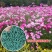 波斯菊花种子格桑花种籽子四季开花易活花海室外七彩野花组合