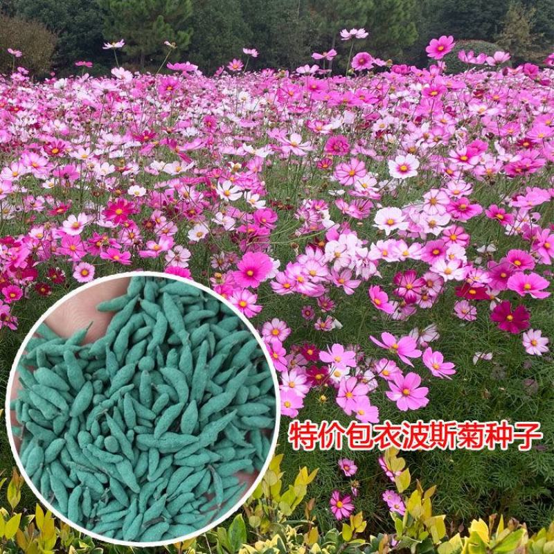 波斯菊花种子格桑花种籽子四季开花易活花海室外七彩野花组合