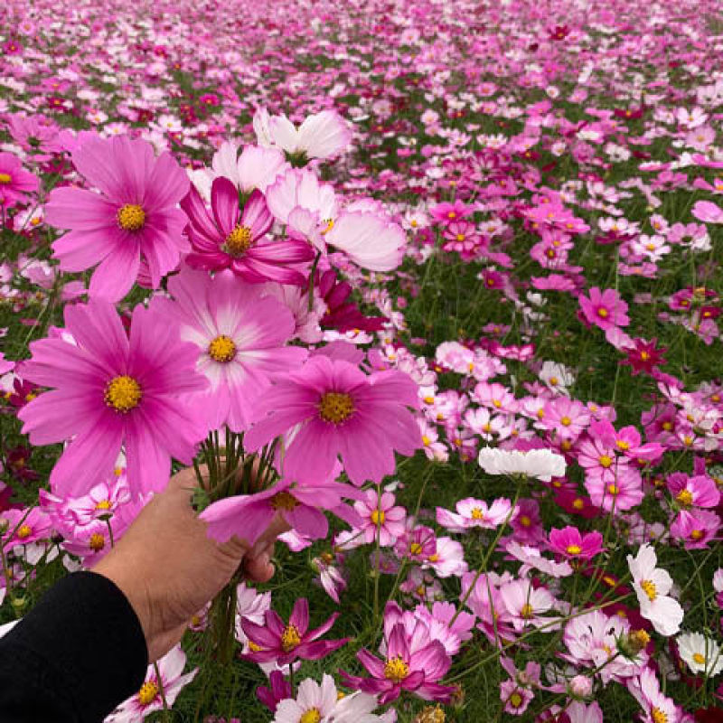 波斯菊花种子格桑花种籽子四季开花易活花海室外七彩野花组合