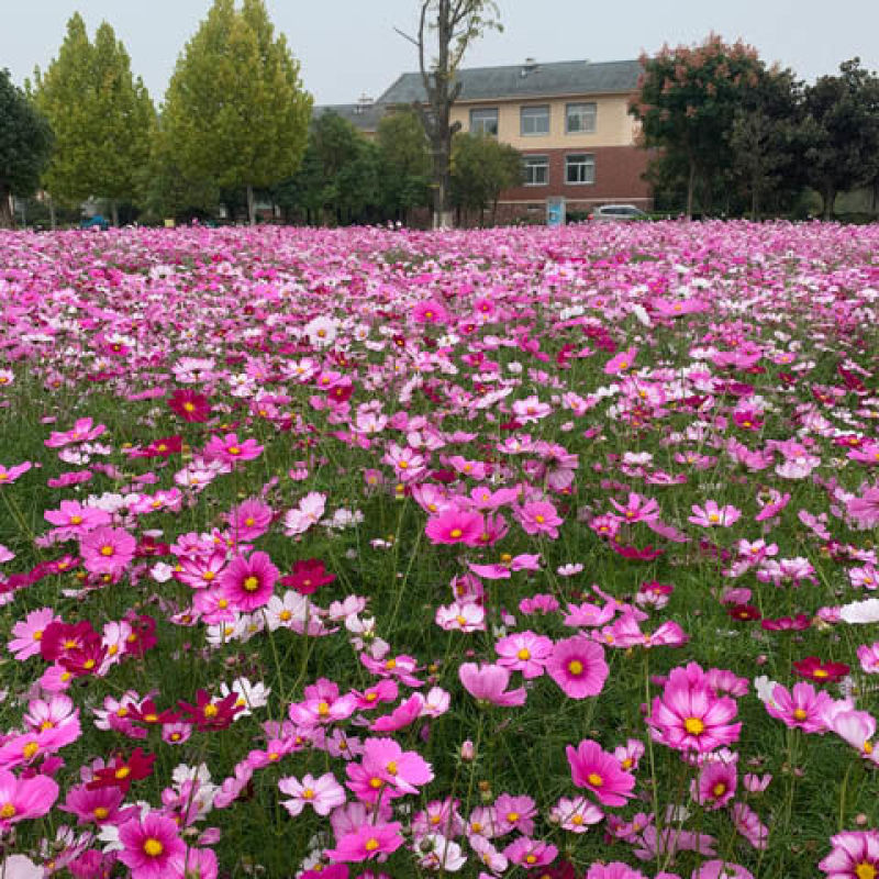 波斯菊花种子格桑花种籽子四季开花易活花海室外七彩野花组合