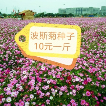 波斯菊花种子格桑花种籽子四季开花易活花海室外七彩野花组合