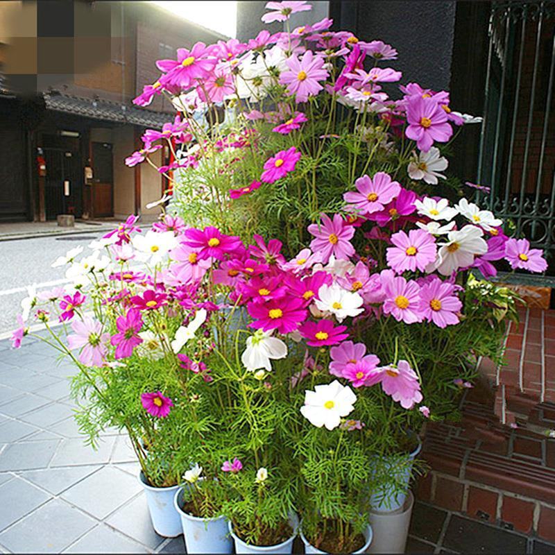 波斯菊花种子格桑花种籽子四季开花易活花海室外七彩野花组合