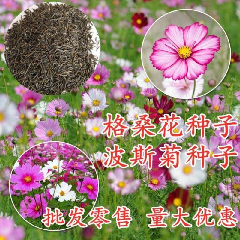 波斯菊花种子格桑花种籽子四季开花易活花海室外七彩野花组合