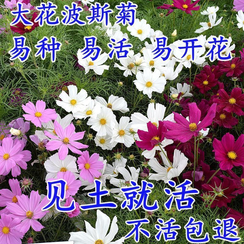 波斯菊花种子格桑花种籽子四季开花易活花海室外七彩野花组合