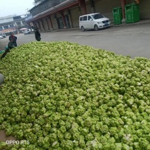 大邑大量出售榨菜厂货欢迎来电